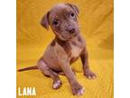 Adopt Lana a Mixed Breed