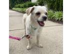 Adopt Moonsea a Terrier