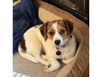 Adopt Androla a Beagle, Mixed Breed