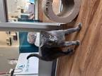 Adopt Monocle a Russian Blue