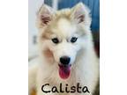 Adopt Calista a Alaskan Malamute