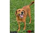 Adopt Scarlet a Hound, Mixed Breed
