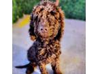 Adopt Pip a Standard Poodle