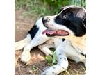 Adopt Louie a Border Collie / Great Pyrenees / Mixed dog in Norman