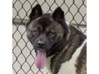 Adopt Kaida a Akita / Mixed dog in Des Moines, IA (41452425)
