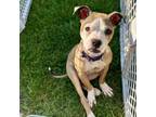 Adopt Tilley a American Staffordshire Terrier