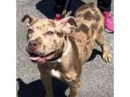 Adopt Tiegan a American Staffordshire Terrier, Mixed Breed