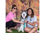 Experienced and Reliable Pet Sitter in Pembroke Pines, FL $18/hr