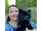Experienced Pet Sitter in Greers Ferry, Arkansas $50 Daily - Trustworthy Care