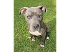 Adopt Rosie a Staffordshire Bull Terrier, Mixed Breed