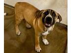 Adopt Sally a Mixed Breed, Black Mouth Cur
