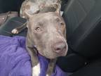 Adopt Ladybug a Mixed Breed, Pit Bull Terrier