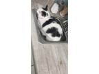 Adopt Widget a Black & White or Tuxedo American Shorthair / Mixed (short coat)