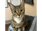 Adopt Ahi a Domestic Short Hair