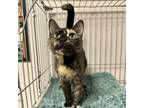 Adopt Otter a Domestic Short Hair