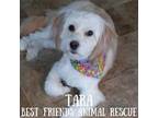 Adopt Tara a Yorkshire Terrier
