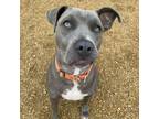 Adopt Margaery a Mixed Breed