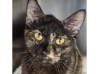 Adopt Stevie a Domestic Short Hair