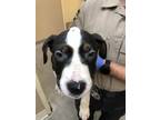 Adopt Lenny a Mixed Breed (Medium) / Mixed dog in Spokane Valley, WA (41457084)