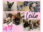 Adopt Leila a Australian Cattle Dog / Blue Heeler