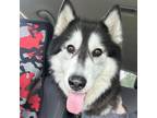 Adopt Gracie a Husky