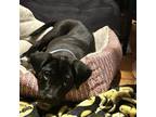 Adopt Lolly a Black Labrador Retriever, German Shepherd Dog