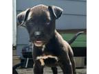 Adopt Daisy a Black Labrador Retriever, German Shepherd Dog