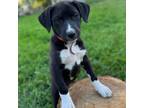 Adopt Daphani a Black Labrador Retriever, German Shepherd Dog