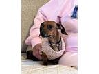 Adopt Binky a Dachshund