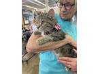 Adopt Apple Blossom a Domestic Short Hair