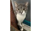 Adopt Charlotte a Domestic Short Hair