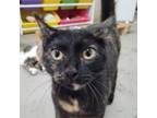 Adopt Freckles a Domestic Short Hair