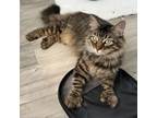 Adopt Thumbelina a Domestic Long Hair