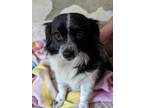 Adopt Blossom a Papillon