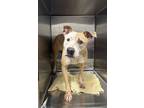 Adopt Julia a Pit Bull Terrier / Mixed dog in LAFAYETTE, LA (41454610)