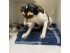 Adopt Maple a Jack Russell Terrier