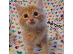 Adopt Marigold a Domestic Medium Hair