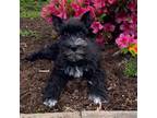 Schnauzer (Miniature) Puppy for sale in Seneca Falls, NY, USA