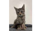 Adopt Oinkers a Domestic Short Hair
