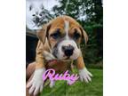 Adopt Ruby a Boxer, Mixed Breed