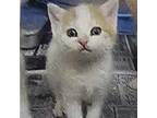 Adopt Anthrax Cat UT a Domestic Short Hair