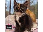 Adopt Jade a Calico