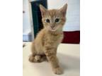 Adopt Courtney a Domestic Short Hair