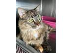 Adopt Bonnie a Brown Tabby Maine Coon / Mixed (long coat) cat in Berkeley