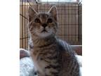 Adopt Kona a Brown Tabby Domestic Shorthair / Mixed (short coat) cat in Berkeley