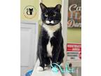 Adopt Duke a Black & White or Tuxedo Domestic Shorthair / Mixed (short coat) cat