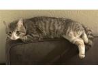 Adopt Thor a Gray or Blue (Mostly) Domestic Shorthair / Mixed (short coat) cat