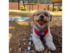 Adopt Kinsley a Tan/Yellow/Fawn Pekingese / Mixed dog in Dallas, TX (40697119)