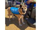Adopt Smokey Joe a Brown/Chocolate German Shepherd Dog / Mixed dog in Dallas