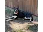 Adopt Phoenix a Brown/Chocolate German Shepherd Dog / Mixed dog in Dallas